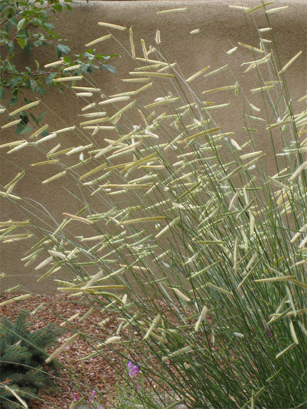 Blonde Ambition Blue Grama Grass (Bouteloua 'Blonde Ambition') - QT -Ship Only