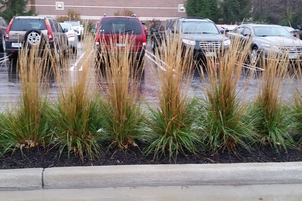 Karl Foerster Feather Reed Grass (Calamagrostis x acutiflora 'Karl Foerster') - QT -Ship Only