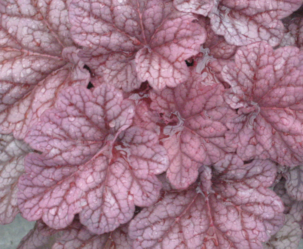 Berry Smoothie Coral Bells (Heuchera 'Berry Berry Smoothie') - QT -Ship Only
