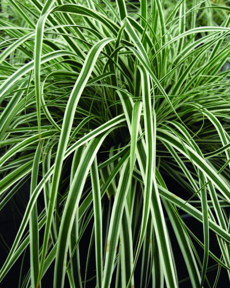 EverColor® Everest™ Sedge (Carex oshimensis 'Everest') - QT -Ship Only