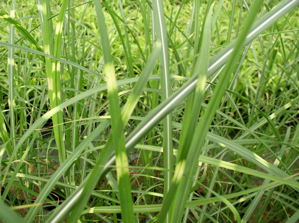 Zebra Grass (Miscanthus sinensis 'Zebrinus') - QT -Ship Only