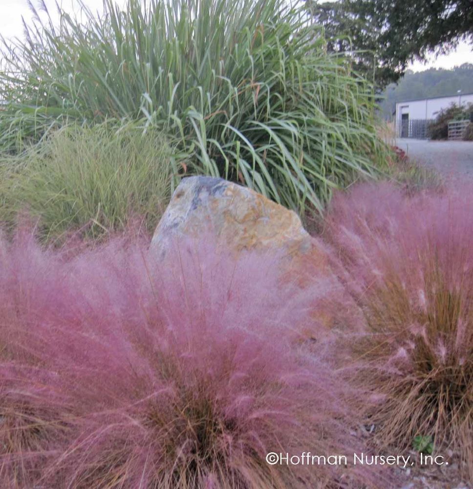 Pink Muhly Grass (MUHLENBERGIA 'Muhlenbergia Capillaris') - QT -Ship Only