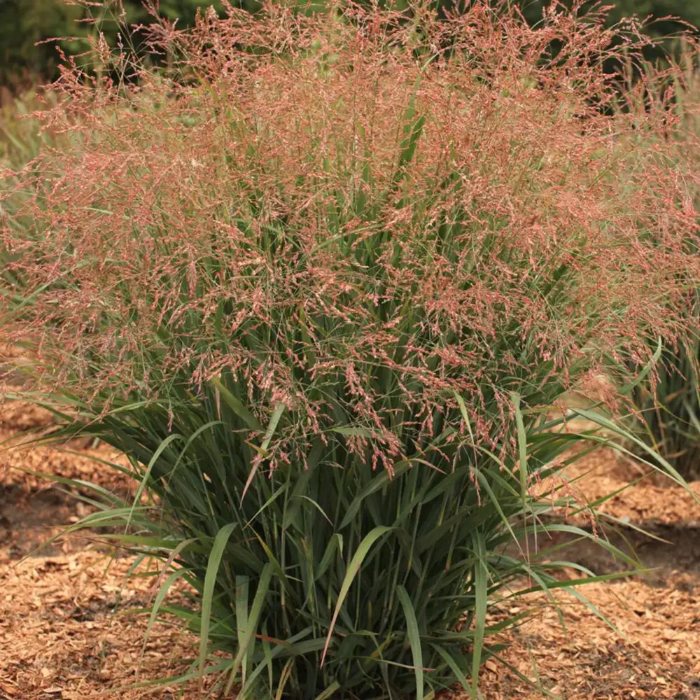 Dream Catcher® Smoky Rose® Switchgrass (Panicum virgatum ‘Dream Catcher Smoky Rose’) - QT -Ship Only