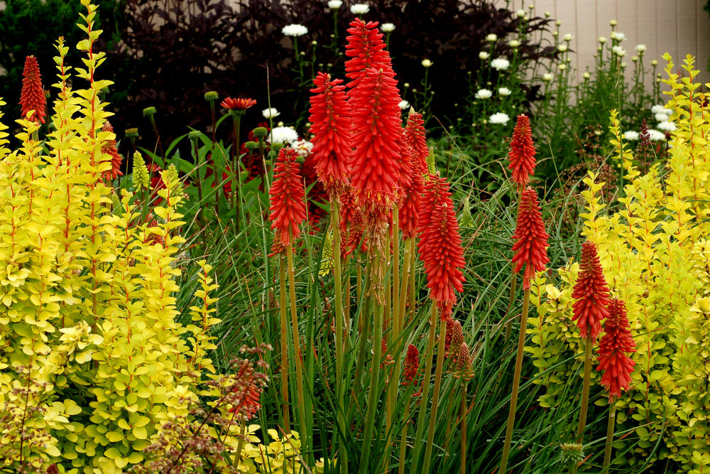Red Hot Popsicle Dwarf Poker (Kniphofia redhot 'Red Hot Popsicle') - QT -Ship Only