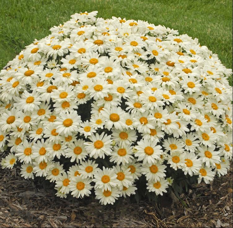 Whoops-a-Daisy Shasta Daisy (Leucanthemum x s. 'Whoops-A-Daisy') - QT -Ship Only