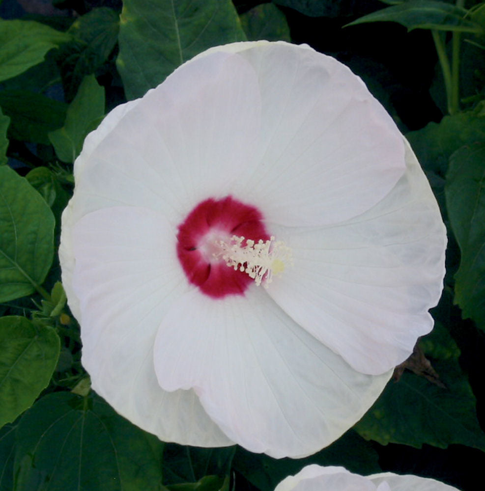 Luna™ White Hardy Hibiscus (Hibiscus mos. 'Luna White') - QT -Ship Only