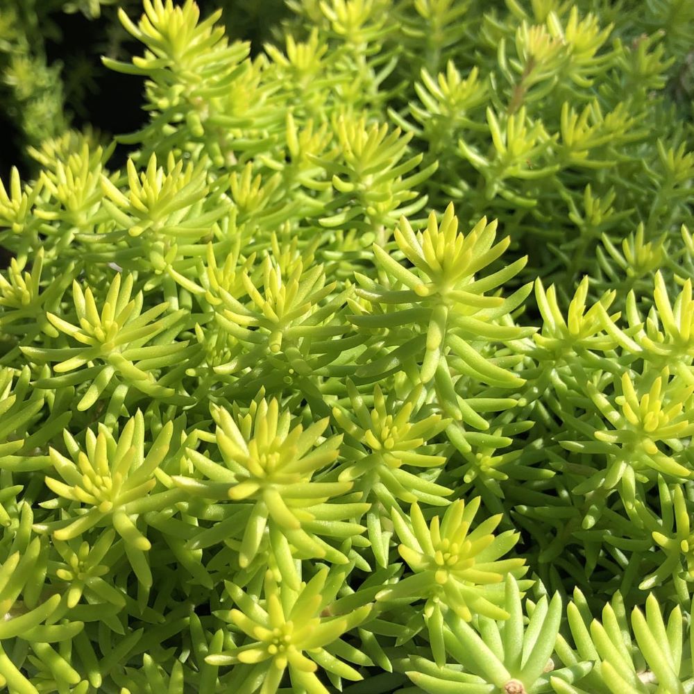 Angelina’s Teacup Stonecrop (Sedum angelinas 'Teacup') - QT -Ship Only