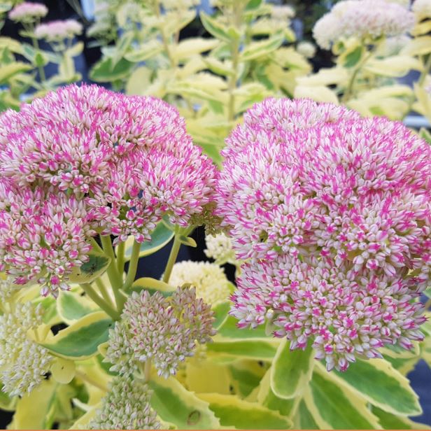 Frosted Fire Autumn Stonecrop (Sedum frosted 'Fire') - QT -Ship Only