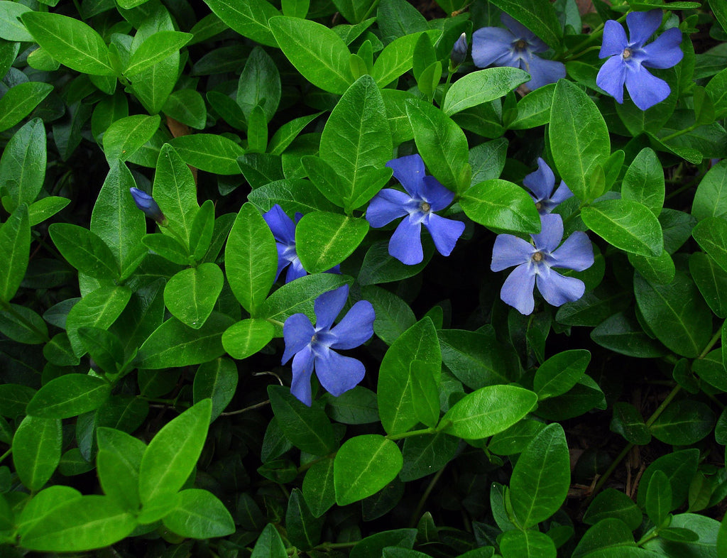 Common Periwinkle (Vinca minor) - QT -Ship Only