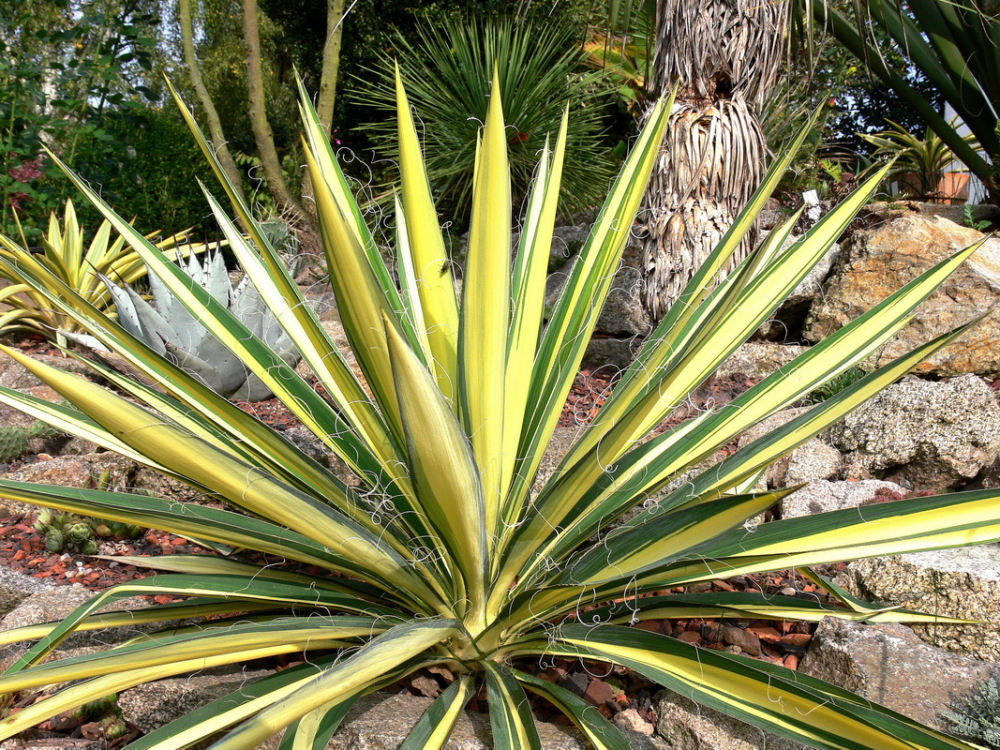 Variegated Adam's Needle (Yucca filamentosa 'Color Guard') - QT -Ship Only