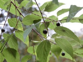 Common Hackberry (Celtis occidentalis) - 3 gallon -Ship Only
