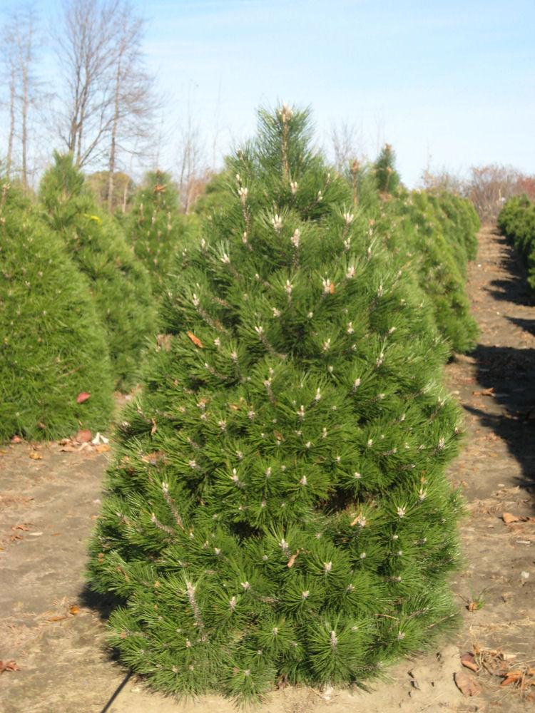 Austrian Pine (Pinus nigra) - 5 gallon -Ship Only