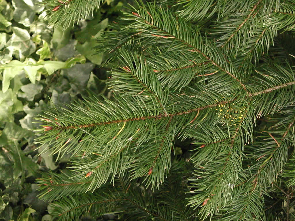Douglas Fir (Pseudotsuga menziesii) - 3 gallon -Ship Only