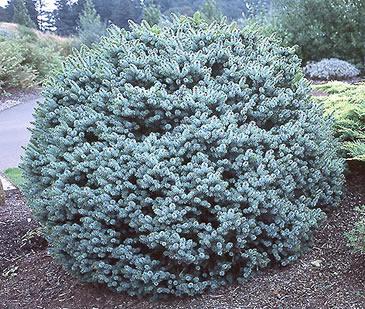 Dwarf Sitka Spruce (Picea sitchensis 'Papoose') - 1 gallon -Ship Only