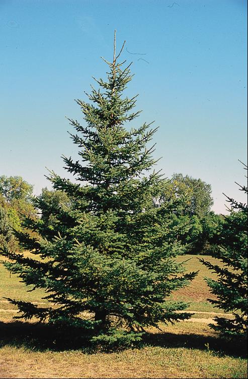 White Spruce (Picea glauca) - 6" ECO POT -Ship Only