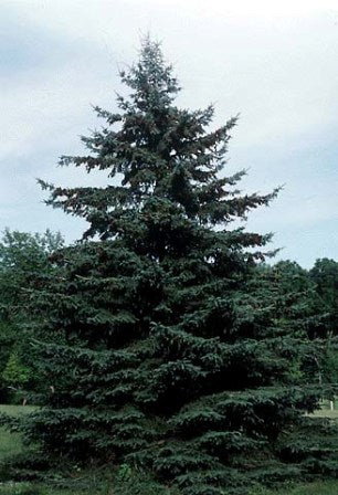 Black Hills Spruce (Picea glauca 'Densata') - 6" ECO POT -Ship Only