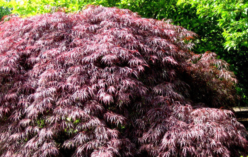 Inaba Shidare Laceleaf Japanese Maple (Acer palmatum var. dissectum 'Inaba Shidare') - 1 gallon -Ship Only