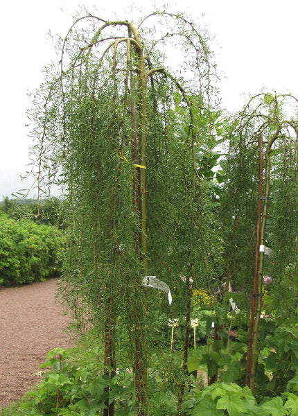 Walker Weeping Siberian Peashrub (Caragana arborescens 'Walkeri') - 3 gallon 12" HEAD -Ship Only