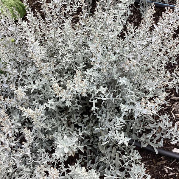 GardenGhost™ Artemesia (Artemisia garden 'Ghost') - QT -Ship Only