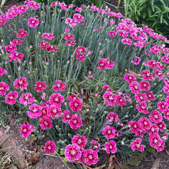 Dianthus Pinks (Dianthus 'Everbloom Plum Glory') - QT -Ship Only