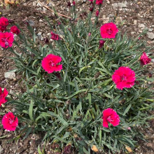 Dianthus Pinks (Dianthus 'Everbloom Red Delicious') - QT -Ship Only