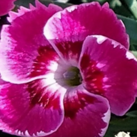EverBloom™ 'Strawberry Tart' Pinks (Dianthus 'Everbloom Strawberry Tart') - QT -Ship Only