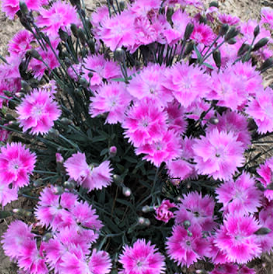 Dianthus Watermelon Ice Pinks (Dianthus 'Everbloom Watermelon Ice') - QT -Ship Only
