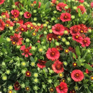 Spintop Red Blanket Flower (Gaillardia spintop 'Red') - QT -Ship Only