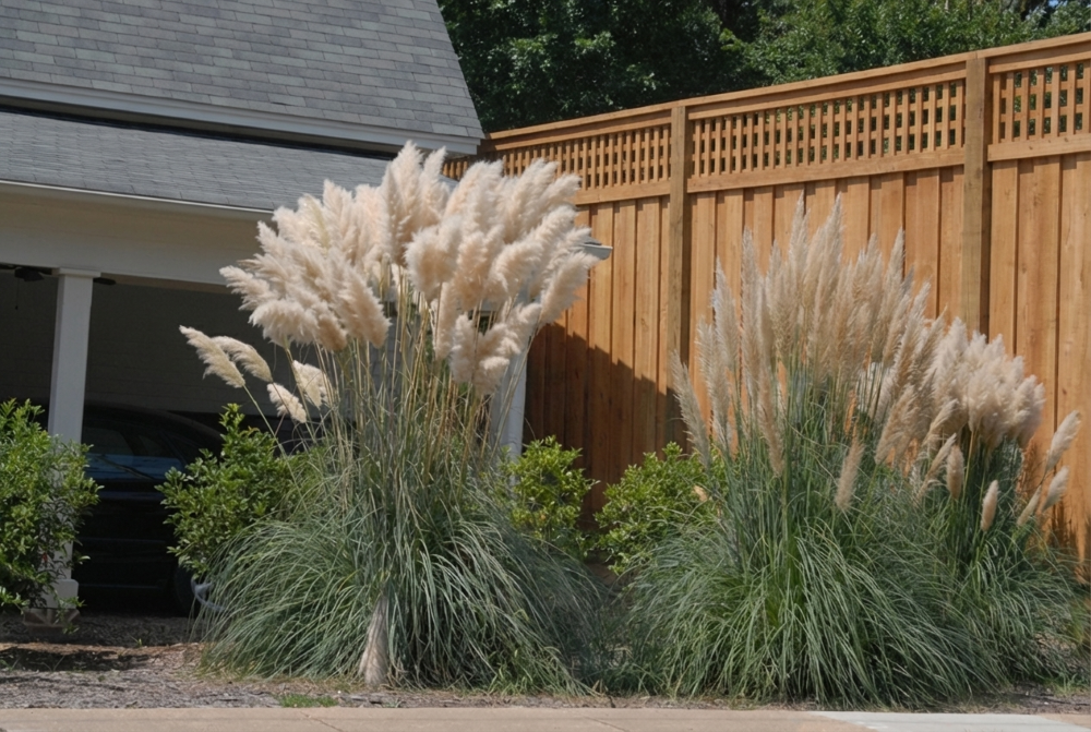 Pampas Grass (Cortaderia selloana) - QT -Ship Only