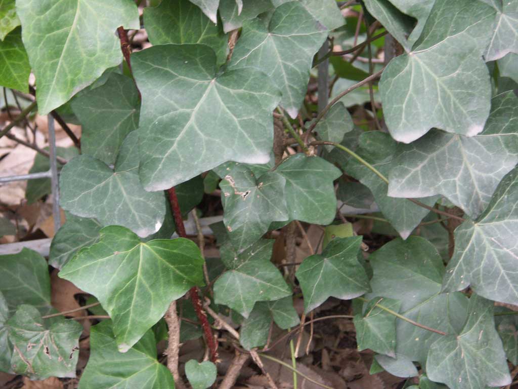 English Ivy (Hedera helix 'Hibernica') - QT -Ship Only
