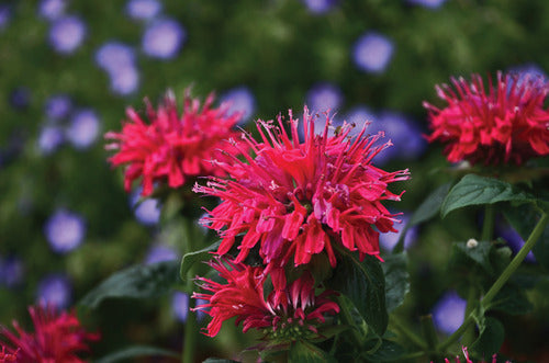 Sugar Buzz® Cherry Pops Bee Balm (Monarda 'Sugar Buzz Cherry Pops') - QT -Ship Only