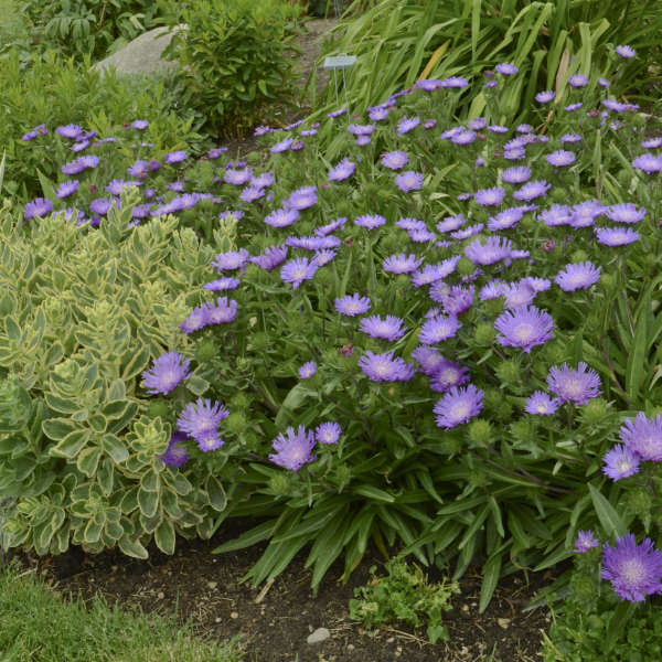 Honeysong Purple Stoke’s Aster (Stokesia L 'Honeysong Purple') - QT -Ship Only