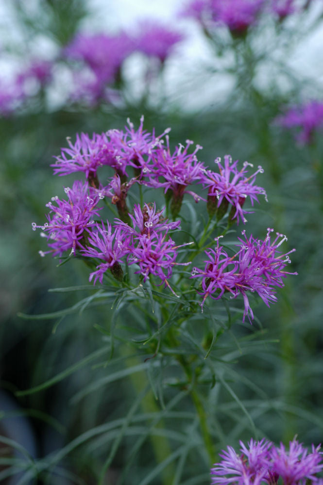 Iron Butterfly Narrow-leaf Ironweed (Vernonia lettermannii 'Iron Butterfly') - QT -Ship Only