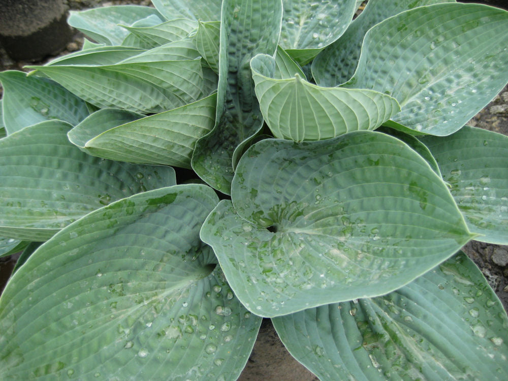 Big Daddy Plantain Lily (Hosta 'Big Daddy') - QT -Ship Only