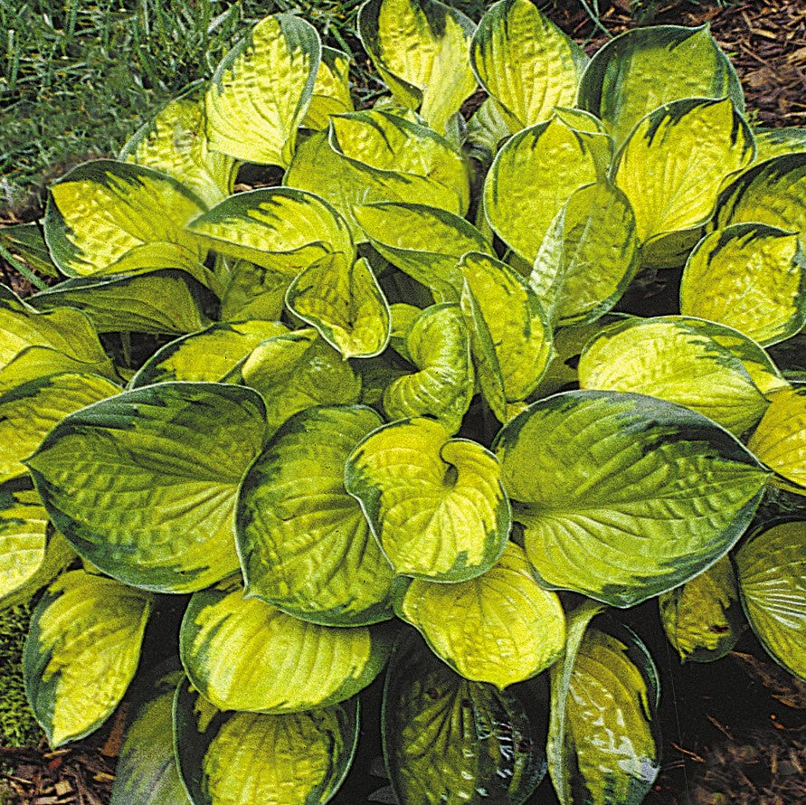 Rainforest Sunrise Plantain Lily (Hosta rainforest 'Sunrise') - QT -Ship Only