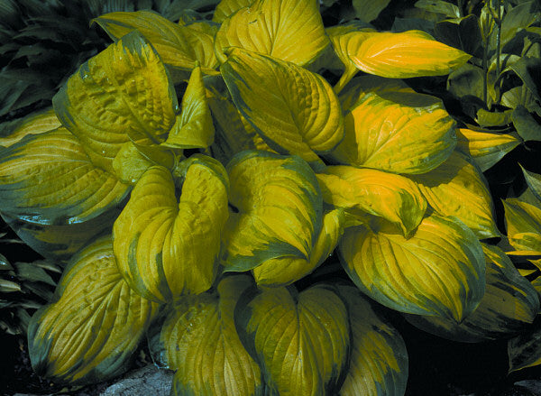 Stained Glass Plantain Lily (Hosta stained 'Stained Glass') - QT -Ship Only