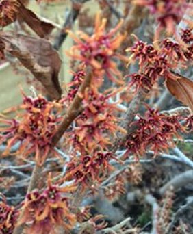 Crimson Fire Witch-hazel (Hamamelis V 'Crimson Fire') - 1 gallon TREE -Ship Only