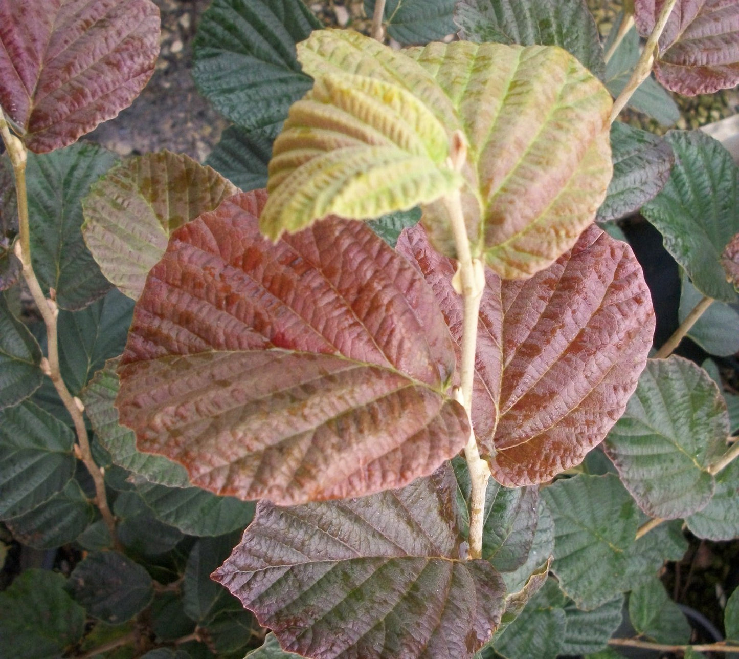 Arnold's Promise Witchhazel (Hamamelis x intermedia 'Arnold's Promise') - 1 gallon TREE -Ship Only