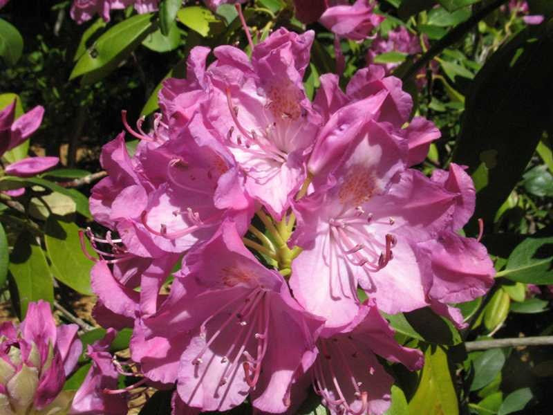 English Roseum Rhododendron (Rhododendron 'English Roseum') - 1 gallon 6" -Ship Only