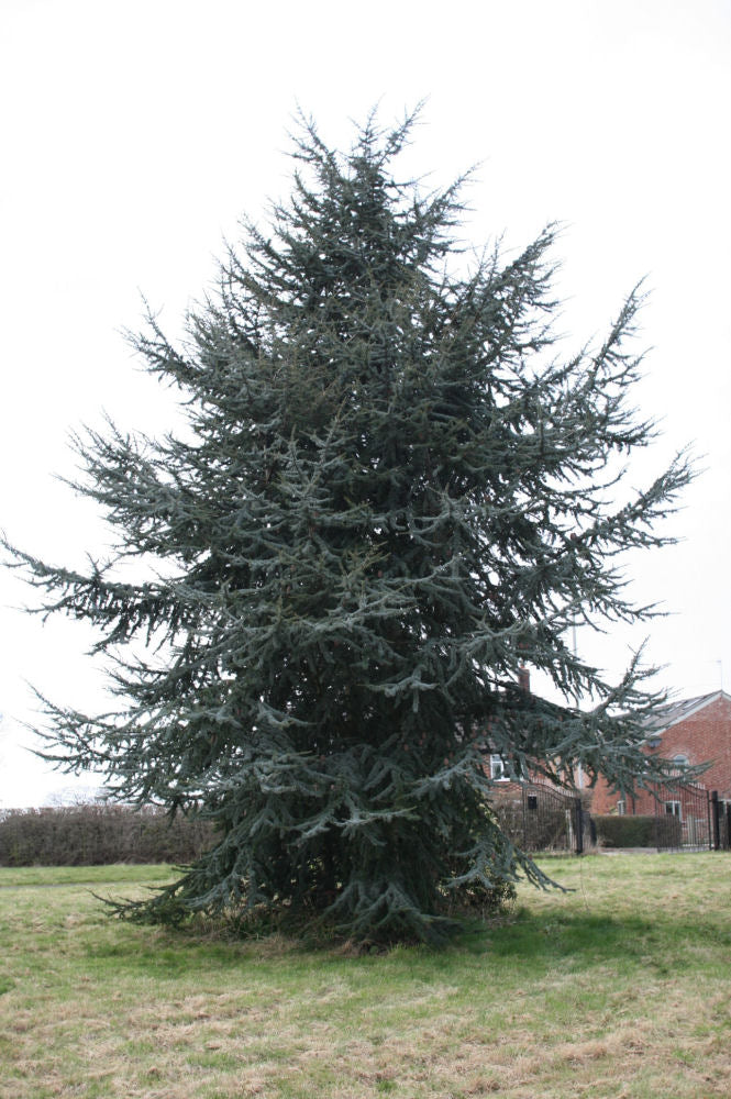 Blue Atlas Cedar (Cedrus atlantica 'Glauca') - 1 gallon -Ship Only