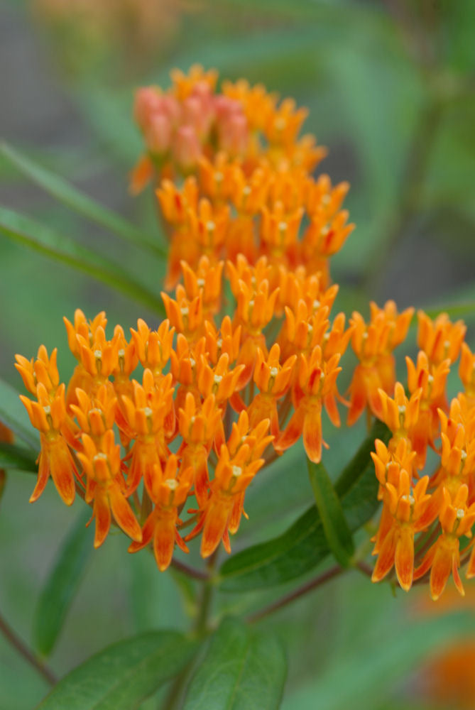 Butterfly Weed (Asclepias tuberosa) - QT -Ship Only