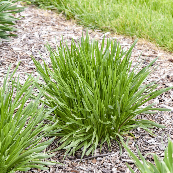 All the Buzz Ornamental Onion (Allium 'All the Buzz') - 1 gallon -Ship Only