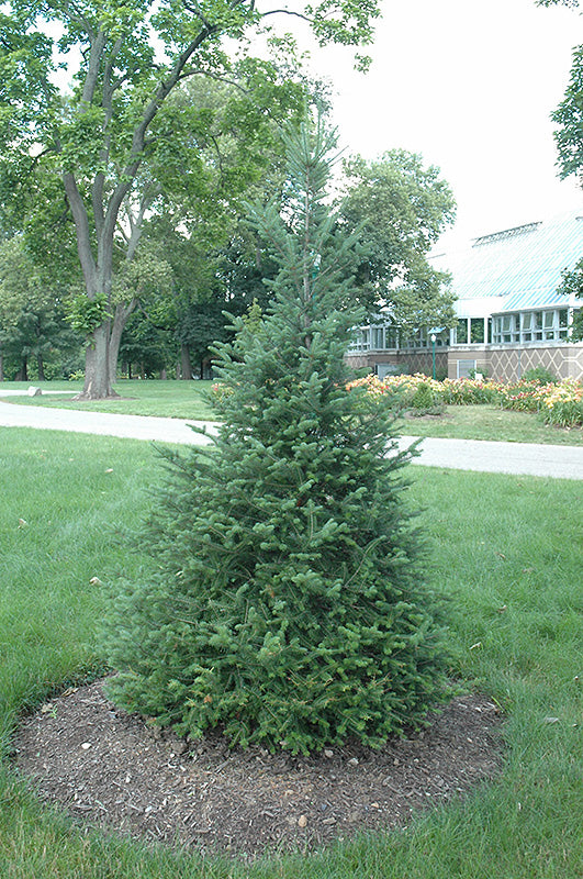 Canaan fir (Abies balsamea var. phanerolepis) - 1 gallon 12" -Ship Only