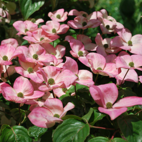 Pink Chinese Dogwood (Cornus kousa 'Satomi') - 1 gallon 3-4' TREE -Ship Only