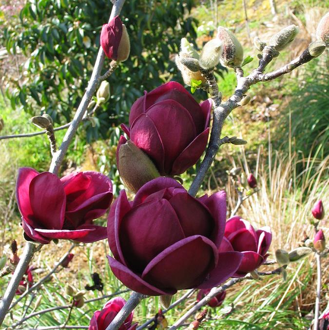 Genie Magnolia (Magnolia x 'Genie') - 1 gallon 6'' TREE -Ship Only