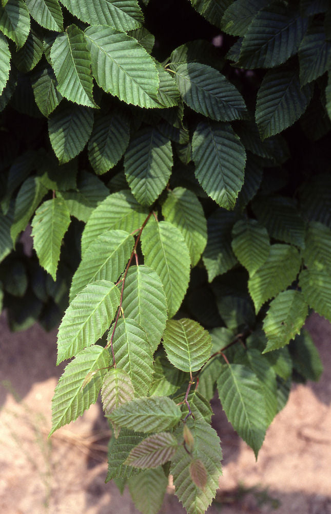 American Hornbeam (Carpinus caroliniana) - 3 gallon TREE -Ship Only