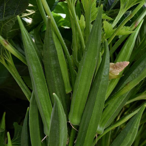 Baby Bubba Okra (Abelmoschus esculentus ‘Baby Bubba’) - QT -Ship Only