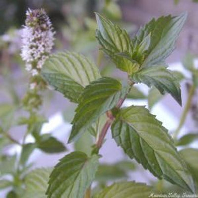 Chocolate Mint Herb (Mentha x piperita ‘Chocolate’) - QT -Ship Only