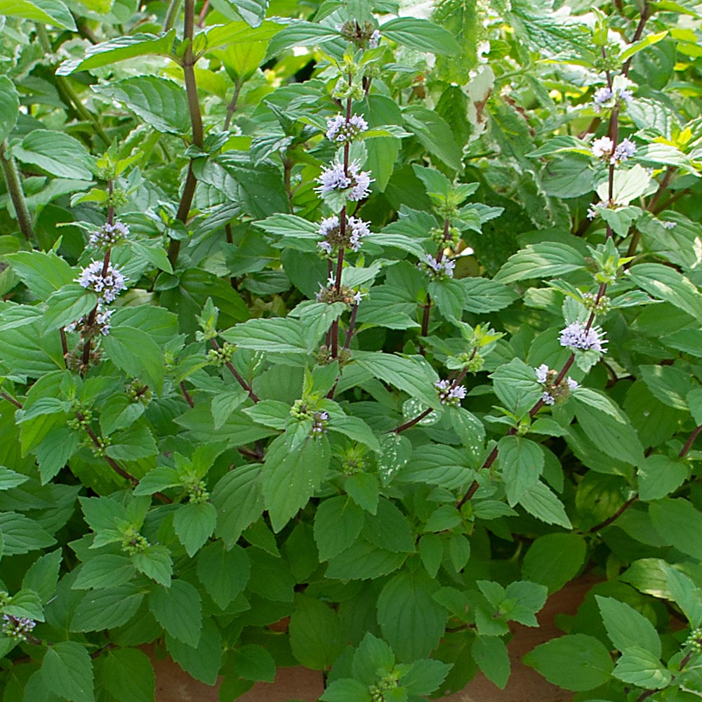 Hillary’s Sweet Lemon Mint (Mentha ‘Hillary’s Sweet Lemon’) - QT -Ship Only