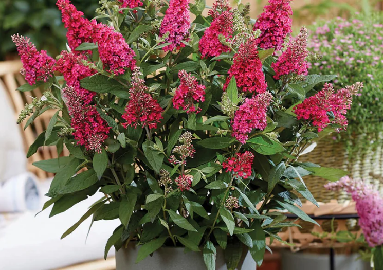 Li'l Raspberry™ Butterfly Bush (Buddleia davidii ‘Lil Raspberry’ (BotEx 006 PP34500)) - 1 gallon -Ship Only